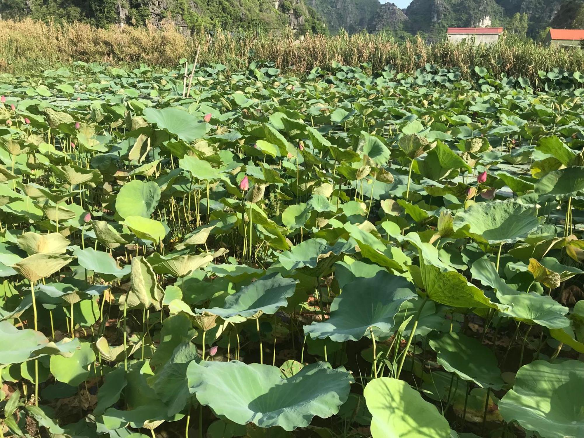 Trang An Lim Garden 호텔 Xuan Son 외부 사진